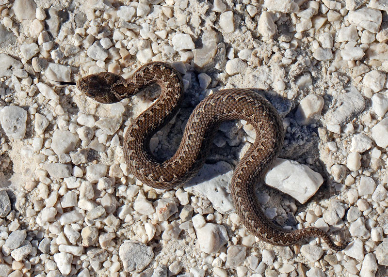 Vipera ursinii